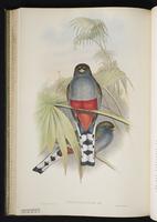 Collared trogon; Trogón de collar plate 33