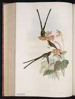 Green-tailed Trainbearer plate 169