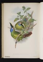 Aulacoramphus caeruleogularis plate 20