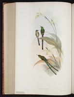 Green-tailed Trainbearer plate 167