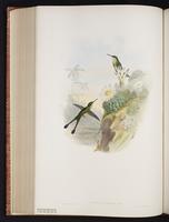 Booted Racket-tail plate 166