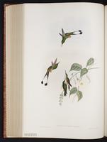 Booted Racket-tail plate 165