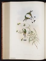 Booted Racket-tail plate 164