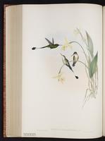 Booted Racket-tail plate 163