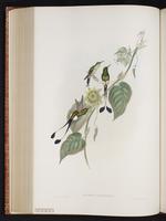 Booted Racket-tail plate 162
