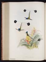 Marvelous Spatuletail plate 161