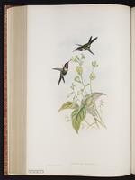 Purple-throated Woodstar plate 160