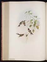 Amethyst Woodstar plate 159