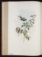 Sparkling-tailed Hummingbird, Sparkling-tailed Woodstar, Colibrí cola pinta plate 158