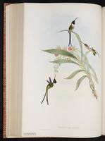 Slender Sheartail, Colibrí tijereta plate 157