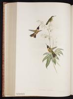 Bahama Woodstar, Bahaman Woodstar plate 156