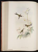 Mexican Sheartail, Colibrí cola hendida plate 155