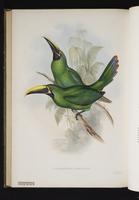 Aulacoramphus atrogularis plate 18