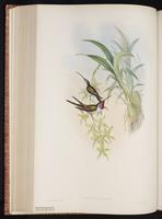 Oasis Hummingbird plate 154