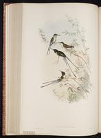 Peruvian Sheartail plate 153