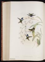 Rufous-shafted Woodstar plate 150