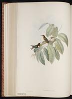 Rufous-shafted Woodstar plate 149