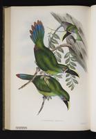 Aulacoramphus albivitta plate 17