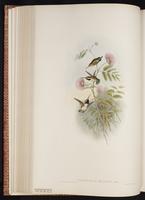 Short-tailed Woodstar plate 148