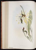 Gorgeted Woodstar plate 147