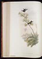 Calothorax decoratus plate 146