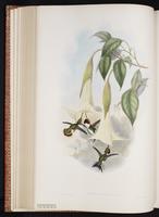 Chaetocercus mulsanti plate 145