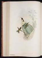 Beautiful Hummingbird, Beautiful Sheartail, Colibrí oaxaqueño plate 144