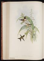 Lucifer Hummingbird, Lucifer Sheartail, Colibrí lucifer plate 143