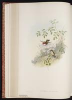 Calliope Hummingbird, Colibrí garganta rayada plate 142