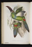 Aulacoramphus castaneorhynchus plate 16