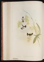 Bumblebee Hummingbird, Zumbador mexicano plate 141