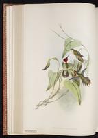 Broad-tailed Hummingbird, Zumbador cola ancha plate 140
