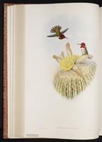 Calypte anna x Selasphorus sasin plate 139