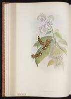 Scintillant Hummingbird plate 138