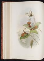 Rufous Hummingbird, Zumbador rufo plate 137