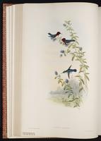 Bee Hummingbird plate 136