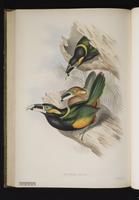 Selenidera gouldi plate 15