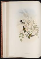 Colibrí cabeza violeta, Costa's Hummingbird plate 134