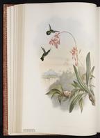 Vervain Hummingbird plate 133