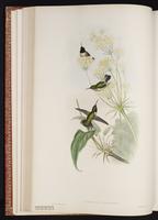 Black-chinned Hummingbird, Colibrí barba negra plate 132