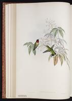 Ruby-throated Hummingbird, colibri à gorge rubis, Colibrí garganta rubí plate 131