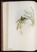 Coppery Thorntail plate 130