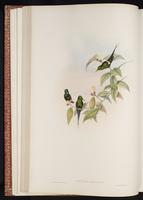 Green Thorntail plate 129