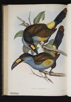 Andigena laminirostris plate 14