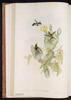 Black-bellied Thorntail plate 128