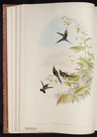 Wire-crested Thorntail plate 127