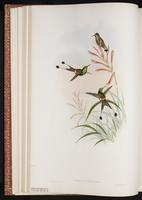 Racket-tailed Coquette, Racquet-tailed Coquette plate 126