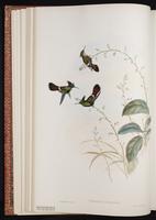 Festive Coquette plate 125