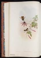 Black-crested Coquette, Coqueta cresta negra plate 123