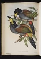 Andigena cucullatus plate 13